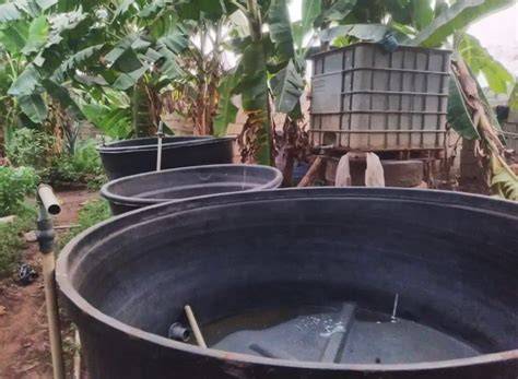 Pond Perfection: 6 Types of Ponds for Fish Farming - raincitystudios.com