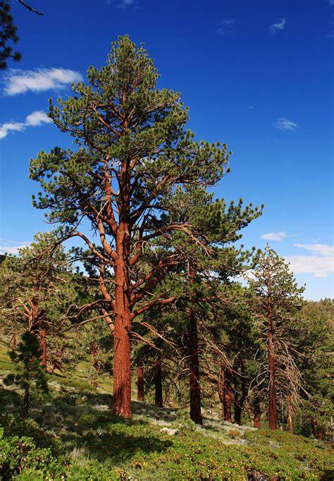 Ponderosa pine forest - raincitystudios.com
