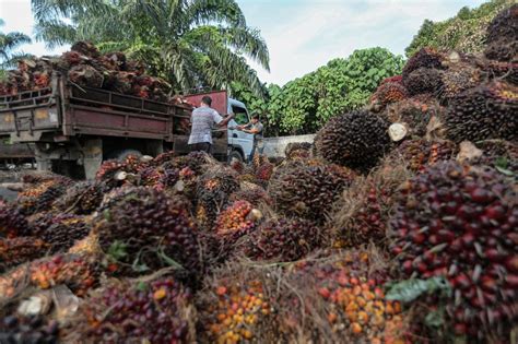 Poor performance of west Sumatran governments in resolving palm oil ... - wintechmobiles.com