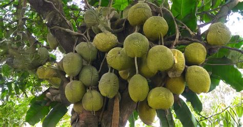 Popular Commercial Varieties of Sapota and Jackfruit - raincitystudios.com