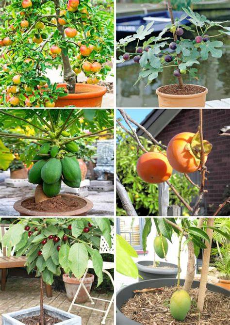 Popular Dwarf Fruit Varieties Grow Easily in Containers ... - AgriFarming - raincitystudios.com
