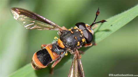 Popular Stingless Bee FAQs - raincitystudios.com