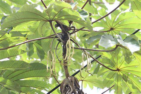 Popular trumpet tree shifts from favorite to invasive in Brazil - raincitystudios.com