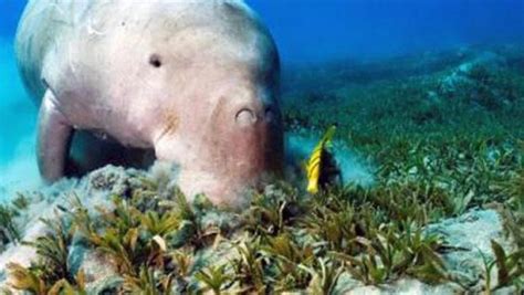 Populasi Dugong Terancam Punah - Technology … - raincitystudios.com