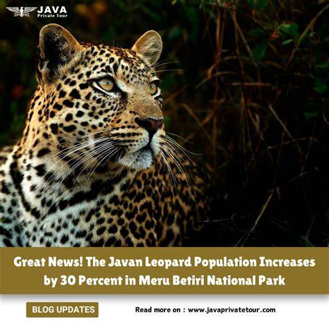 POPULATION MONITORING OF JAVAN LEOPARD AND JAVAN … - raincitystudios.com