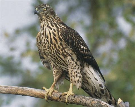 POPULATION RESPONSES OF NORTHERN GOSHAWKS TO THE lo-YEAR CYCLE …