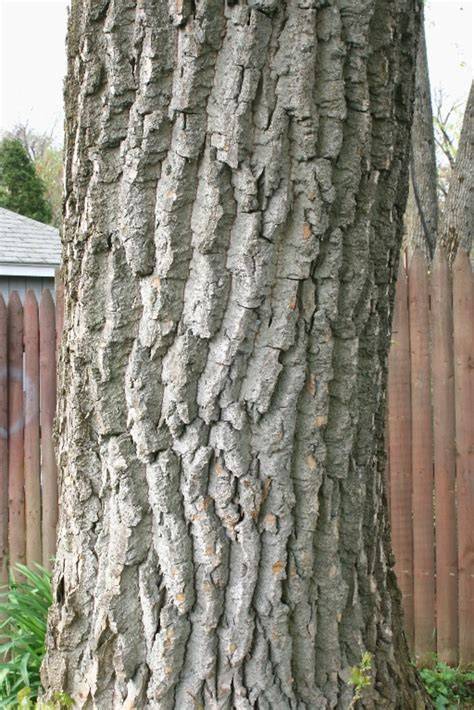 Populus deltoides Bark ex Marsh. Eastern Cottonwood - raincitystudios.com