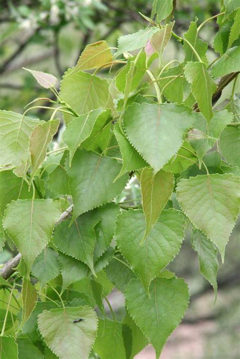 Populus deltoides Bartr ex Marsh. - US Forest Service Research and ... - raincitystudios.com