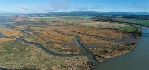 Port Susan Bay Preserve's Estuary Restoration - raincitystudios.com