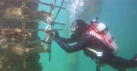 Positive Interactions Dominate Among Marine … - raincitystudios.com