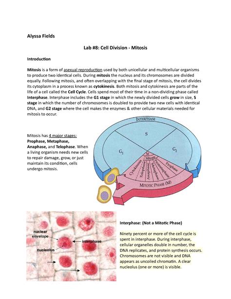 Post Lab 8: Mitosis and Meiosis Analysis - Studocu - muktibox.com