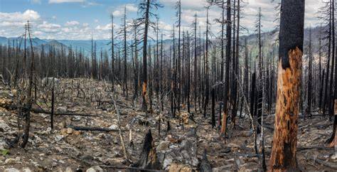Post Wildfire Recovery Programs - NWCG - raincitystudios.com