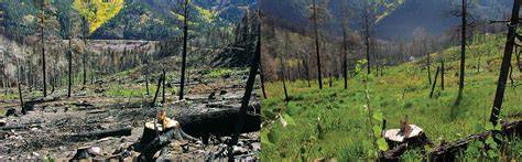 Post-Fire Ecosystem Restoration – NCRP RFFC - raincitystudios.com