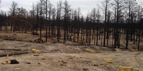 Post-Fire Rehabilitation and Recovery - NPS - raincitystudios.com