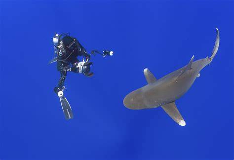 Post-Processing Underwater Photos: A Step-by-Step … - raincitystudios.com