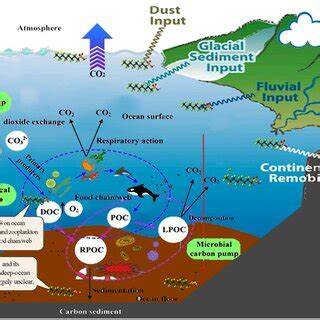 Postdoc in attribution and time-scales of ocean carbon sequestration ... - raincitystudios.com