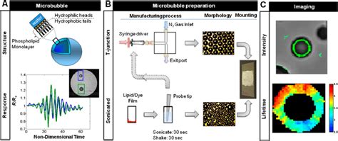 Postdoc position in Ultrasound Imaging and Microbubble Physics - wintechmobiles.com