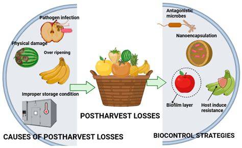 Postharvest physiology and storage of carambola (starfruit) : a review ... - raincitystudios.com