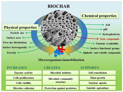Potential of biochar to restoration of microbial biomass … - raincitystudios.com