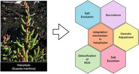 Potential of Halophytes in Greening the Barren Land and ... - Springer - raincitystudios.com