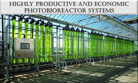 Potential of household photobioreactor for algae cultivation - muktibox.com