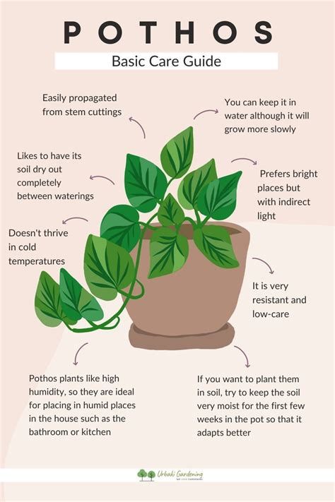 Pothos: Plant Care & Growing Guide - The Spruce - muktibox.com