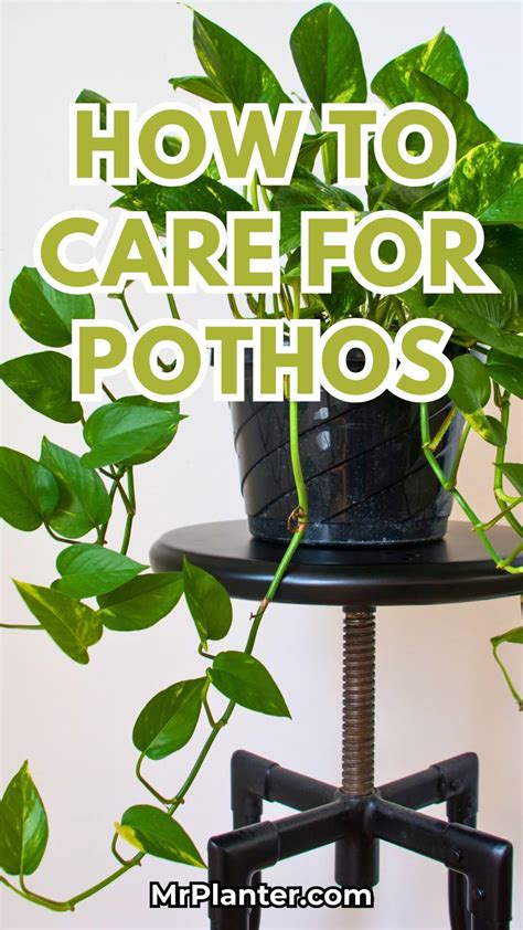 Pothos Plant Care and Growing Tips - Birds and Blooms - muktibox.com