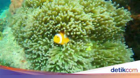 Potret Kecantikan Alam Bawah Laut Paiton - detikTravel - raincitystudios.com