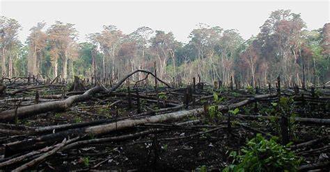 Potret Reboisasi Hutan Indonesia di Tengah Laju Deforestasi - raincitystudios.com