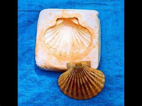 Pottery Tutorial: How To Make A Plaster Press Mould for a Shell ... - muktibox.com