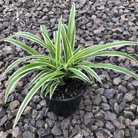 Potting Soil for Spider Plants (Chlorophytum comosum): What - raincitystudios.com