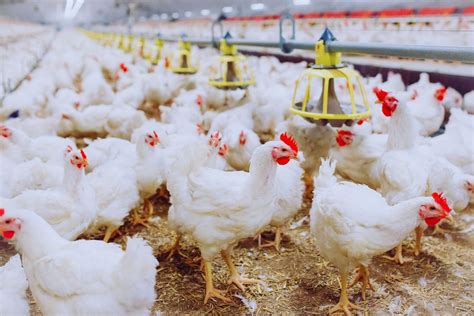 Poultry Broiler Farming 2018-19 - Agri-Clinics - raincitystudios.com