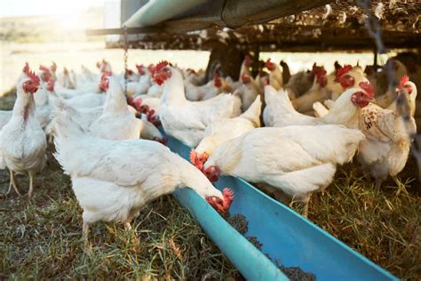 POULTRY FARMING (653) - The National Institute of Open Schooling … - coolestguyplanet.net