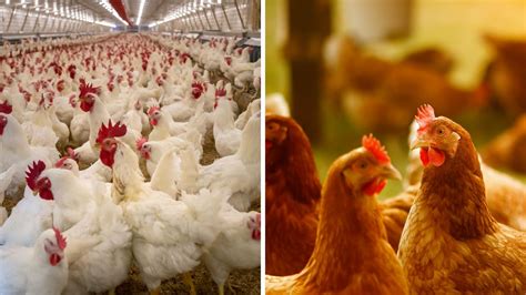 Poultry farming : Broilers more profitable than layers - raincitystudios.com