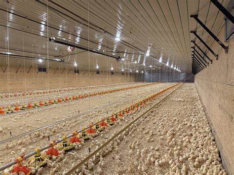 Poultry Houses - Livestock Housing - Chemvet - raincitystudios.com