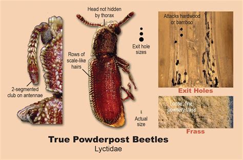 POWDER-POST BEETLES INFESTATION IN WOOD AND BAMBOO STRUCTURES - wintechmobiles.com