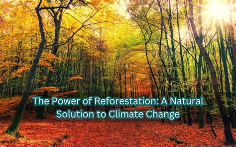 Power of Reforestation: A Natural Solution to Climate … - raincitystudios.com