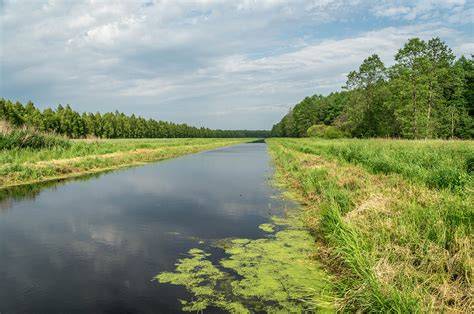 Powerful peatlands: Current Biology - Cell Press - raincitystudios.com
