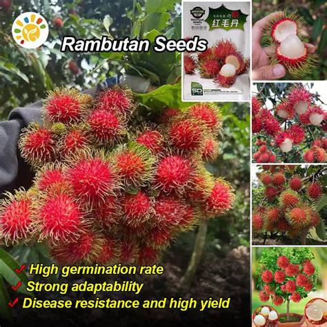 Powerful Women Marcotting Dwarf Rambutan... certified ... - raincitystudios.com