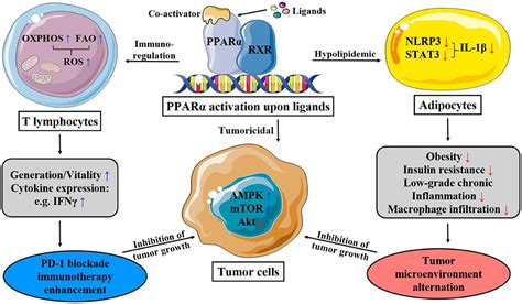 PPAR-α agonist regulates amyloid-β generation via inhibiting