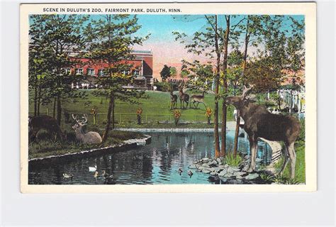 PPC Postcard MN Minnesota Detroit Lakes Hunting Scene Dog Ducks …