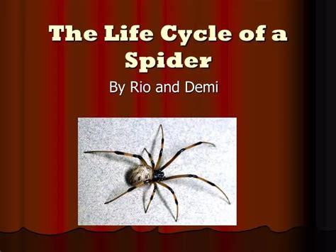 PPT - The Life Cycle of a Spider PowerPoint Presentation, free …