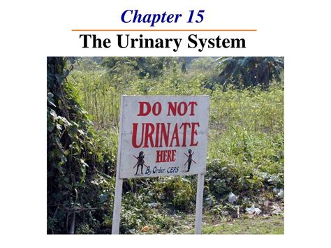 PPT Chapter 15 The Urinary System PowerPoint Presentation ID565152