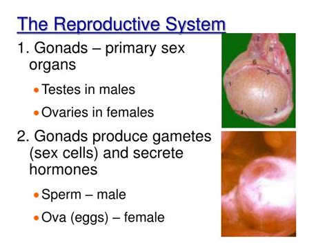 PPT Chapter 16 The Reproductive System Intro & Male PowerPoint
