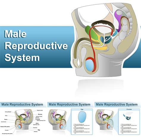 PPT Chapter 27— The Male Reproductive System PowerPoint Presentation