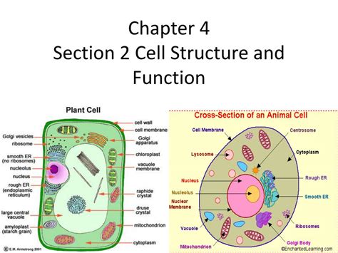 PPT Chapter 4 Section 2 Cell Structure and Function PowerPoint
