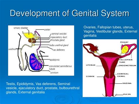 PPT Development of Genital System PowerPoint Presentation ID4470281