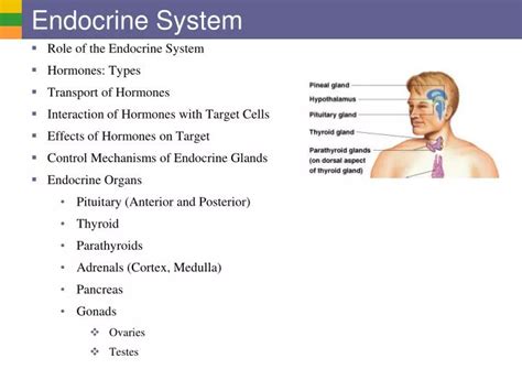 PPT Endocrine System PowerPoint Presentation ID2767135