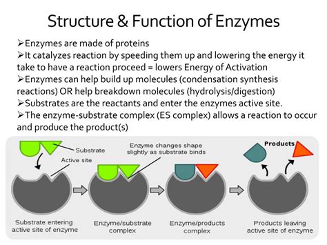 PPT Enzyme Structure and Function PowerPoint Presentation, free
