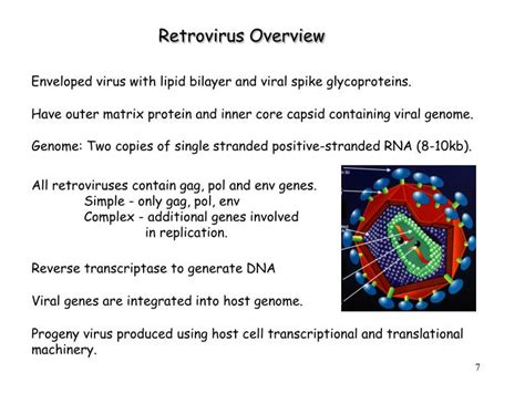 PPT Introduction to Retroviruses PowerPoint Presentation ID6150791